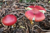 星のや富士様　樹海溶岩ハイキング