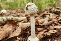 樹海モーニングツアー