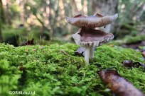 樹海モーニングツアー