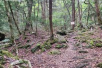 樹海モーニングツアー