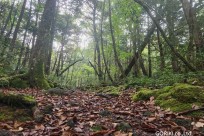 樹海モーニングツアー