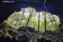 樹海モーニングツアー