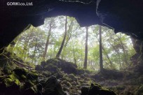 樹海モーニングツアー