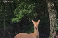 樹海モーニングツアー
