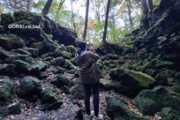 樹海モーニングツアー