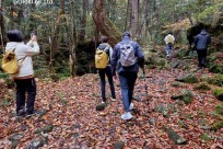 樹海モーニングツアー