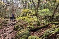 樹海モーニングツアー