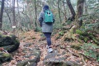 樹海モーニングツアー