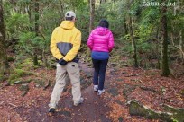 樹海モーニングツアー