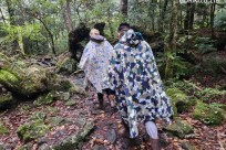 樹海モーニングツアー