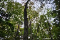 樹海モーニングツアー