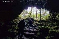 樹海モーニングツアー