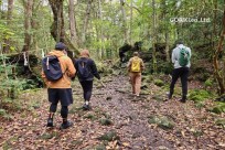 樹海モーニングツアー