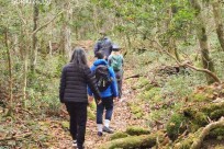 樹海モーニングツアー