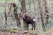 樹海モーニングツアー