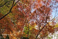 星のや富士様　樹海溶岩ハイキング