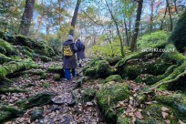 樹海モーニングツアー