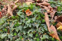 樹海モーニングツアー