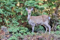 樹海モーニングツアー
