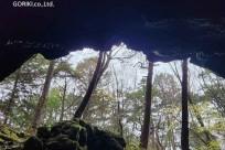 樹海モーニングツアー