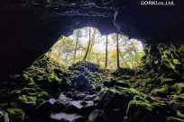 樹海モーニングツアー