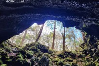 樹海モーニングツアー