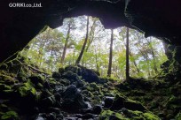 樹海モーニングツアー