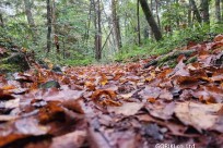 樹海モーニングツアー