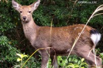 樹海モーニングツアー