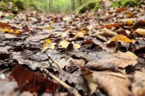 樹海モーニングツアー