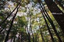 樹海モーニングツアー