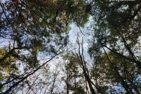 樹海モーニングツアー