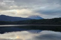 樹海モーニングツアー
