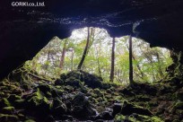 樹海モーニングツアー