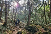 樹海モーニングツアー