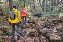 星のや富士様　樹海溶岩ハイキング
