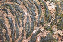 星のや富士様　樹海溶岩ハイキング