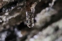 樹海モーニングツアー