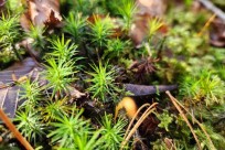 樹海モーニングツアー