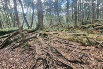 星のや富士様　樹海溶岩ハイキング