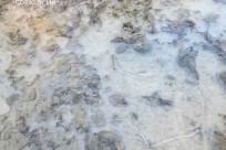 樹海モーニングツアー