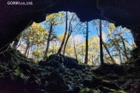 樹海モーニングツアー