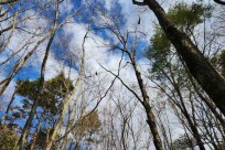 樹海モーニングツアー