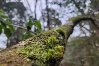 樹海モーニングツアー