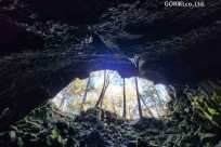 樹海モーニングツアー