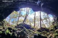 樹海モーニングツアー