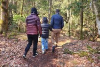 樹海モーニングツアー