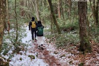 樹海モーニングツアー