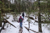 樹海モーニングツアー