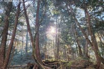 樹海モーニングツアー